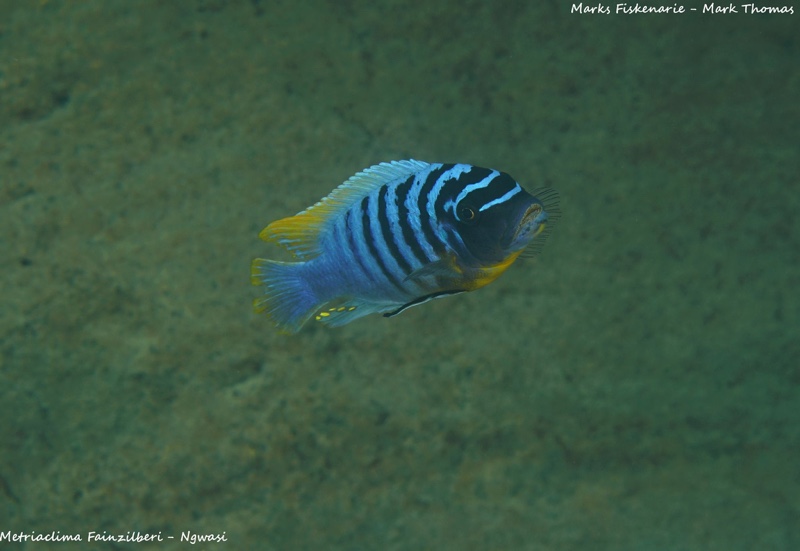 Maylandia fainzilberi 'Ngwasi'